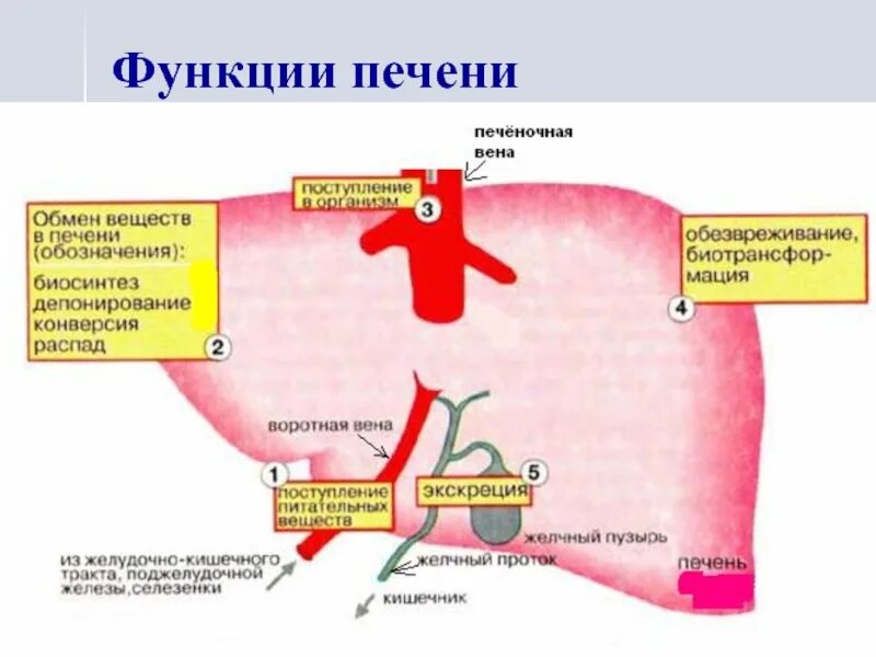 Какие вещества в печени