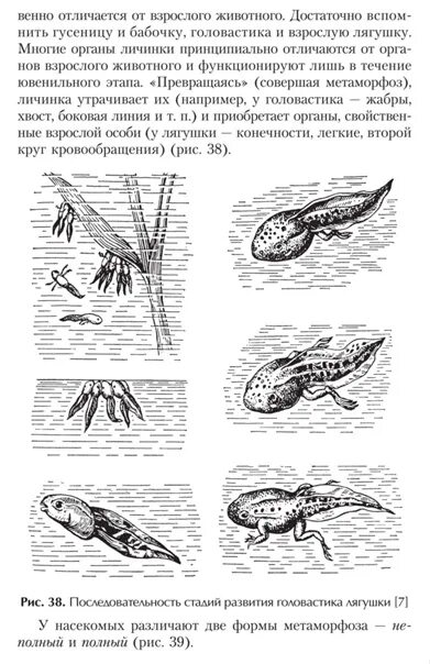 Земноводное у которого раньше всех заканчивается метаморфоз. Этапы развития головастика. Этапы развития головастика лягушки. Цикл развития лягушки схема. Стадии развития головастика лягушки.