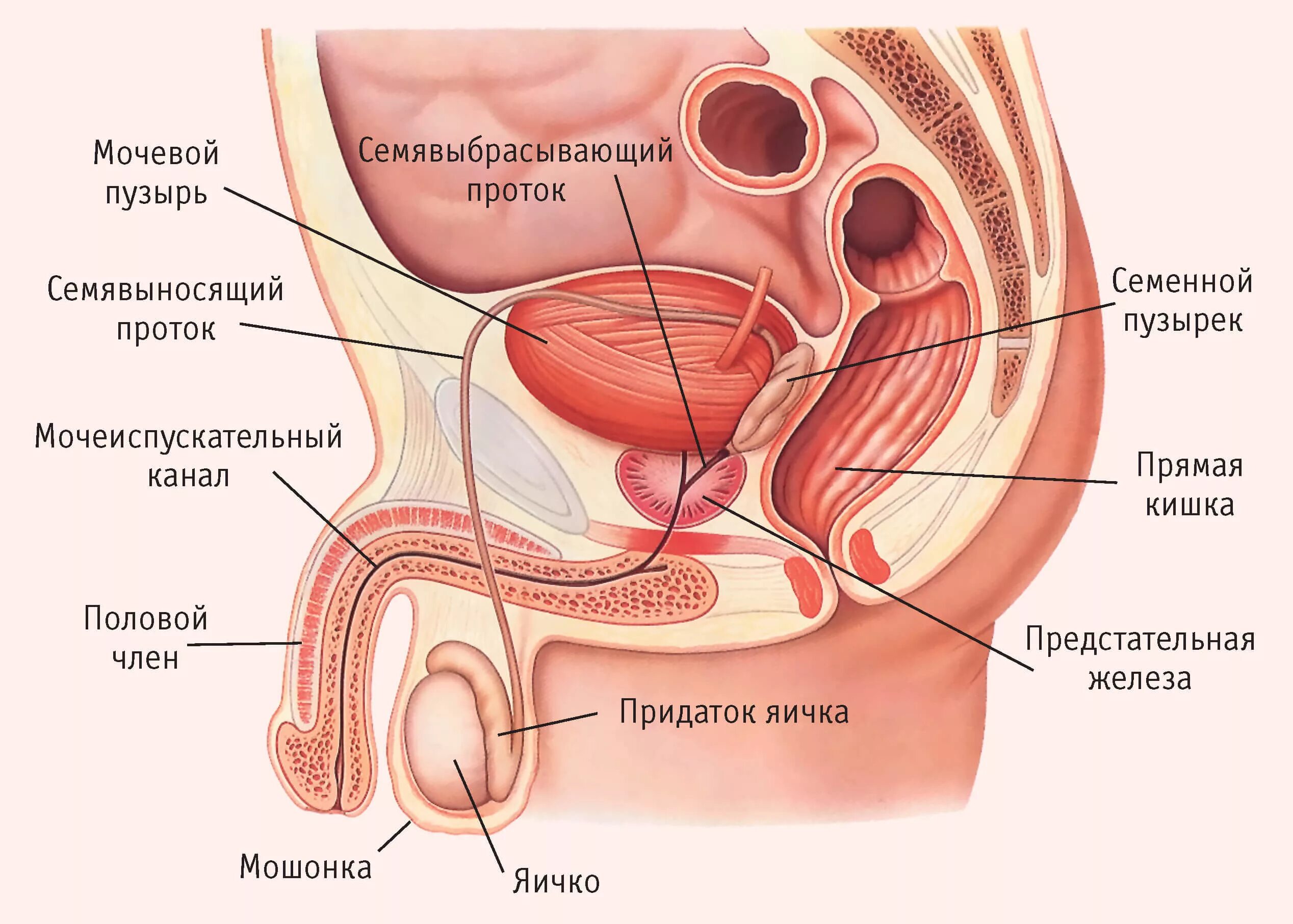 Половому Члену