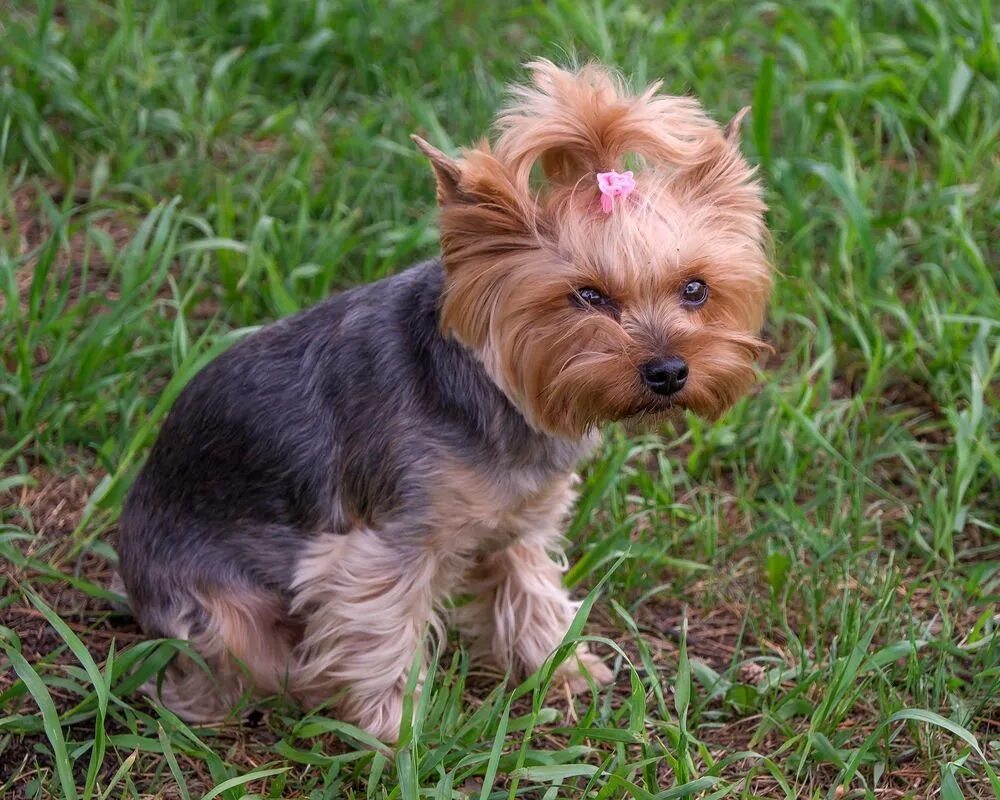 Йоркширский терьер триколор. Йоркширский терьер стандарт породы. Йоркширский терьер миник. Йоркширский терьер. Чистокровный йоркширский терьер.