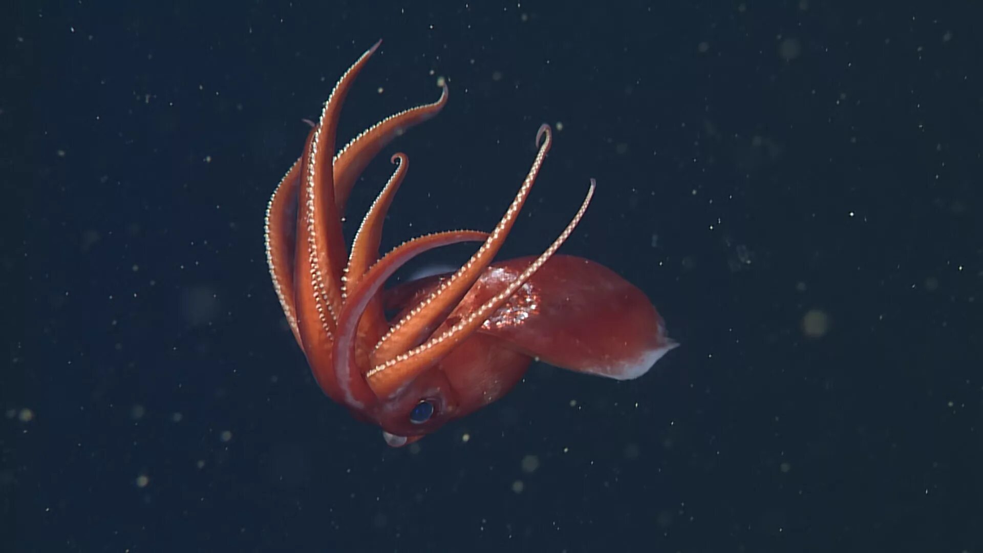 Octopoteuthis deletron. Глубоководный кальмар (кальмар-вампир). Кальмар мастиготевтис. Спокойно способный