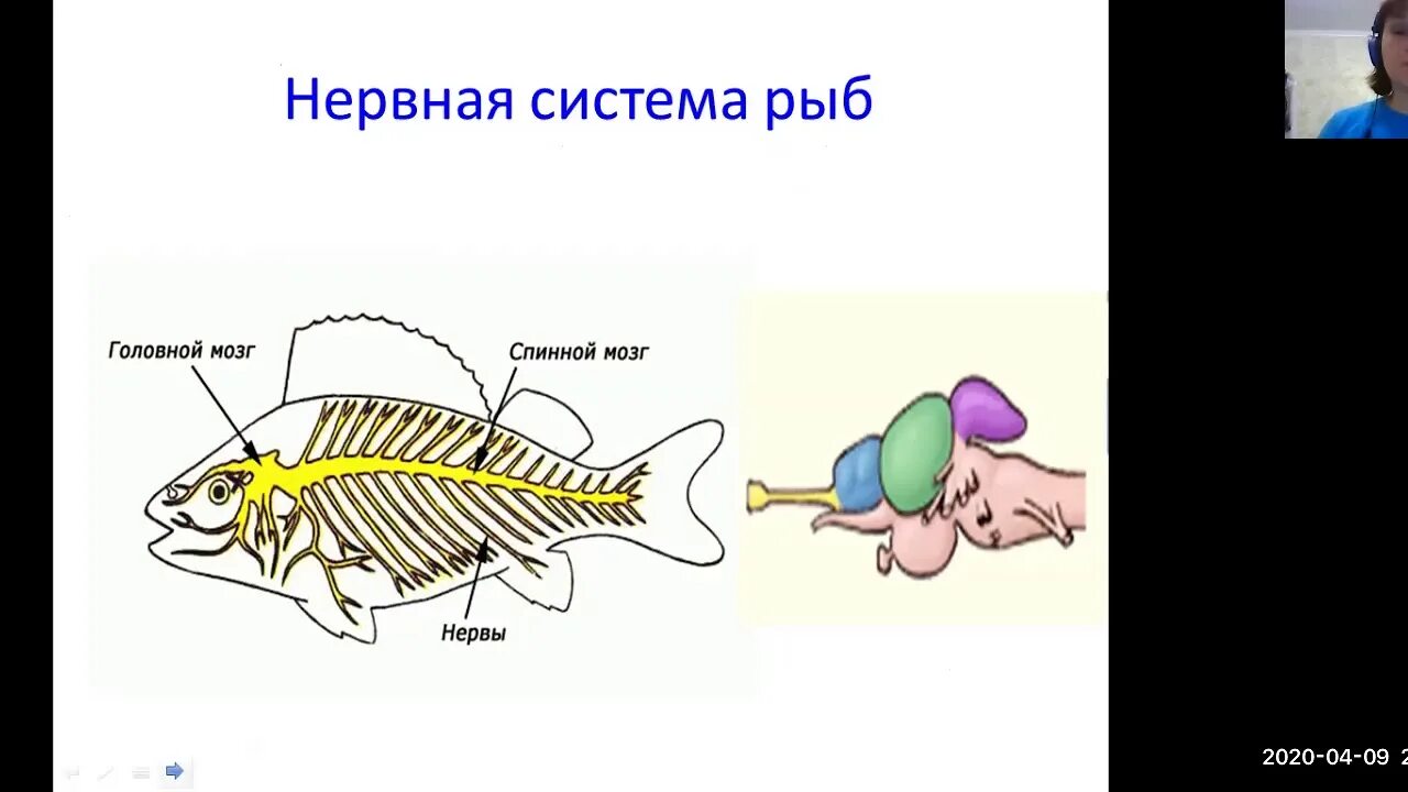 Инстинкт 7 класс. Эволюция нервной системы. Нервная система рыб. Эволюция нервной системы у животных. Эволюция нервной системы рефлекс инстинкт.