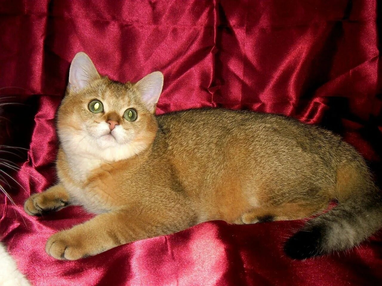 Золотистые кошки породы. Британская Золотая шиншилла. Британская кошка Золотая шиншилла. Британская короткошерстная золотистая шиншилла. Британский кот Золотая шиншилла.