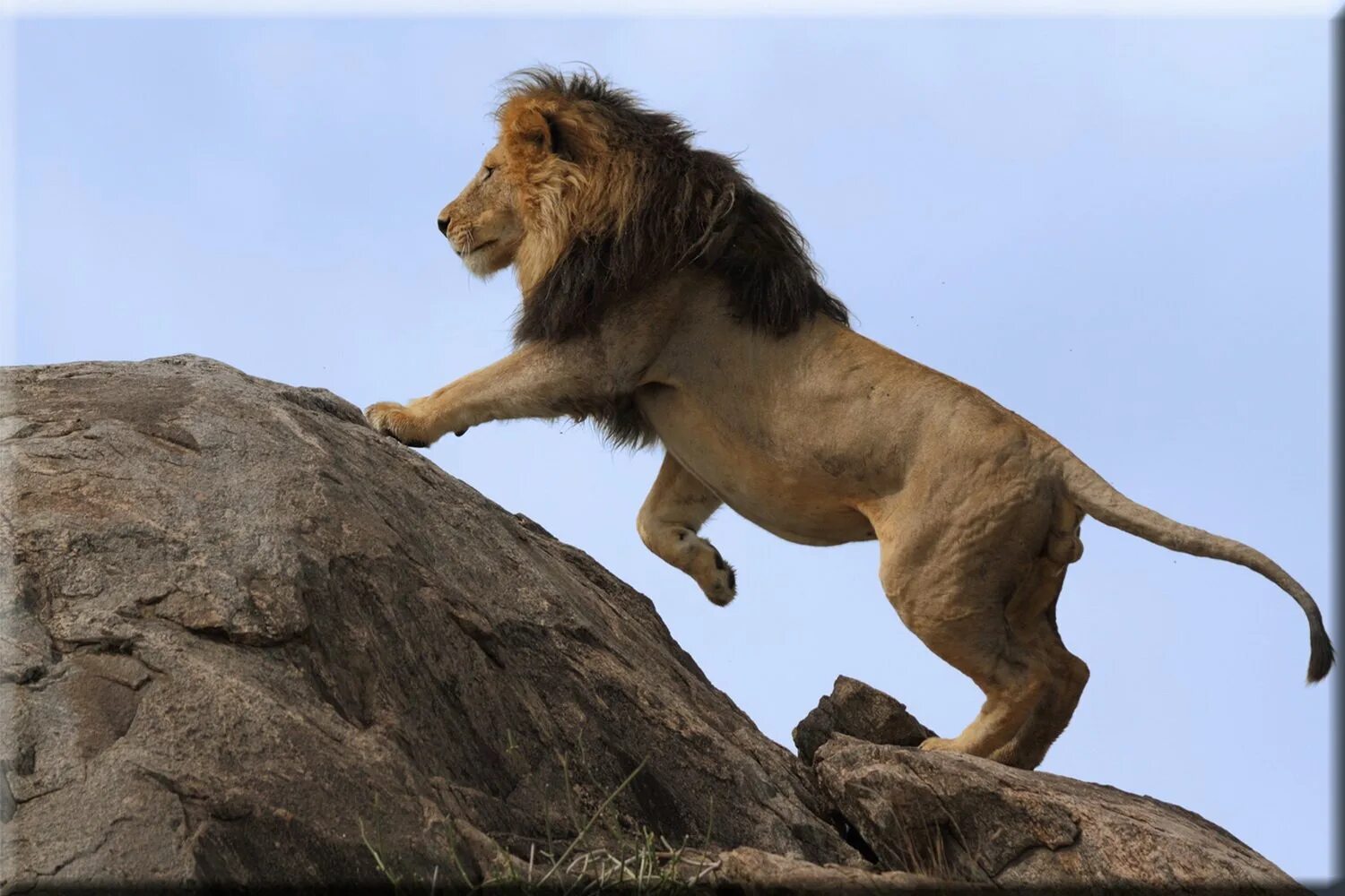 Лев на закате. Львы в дикой природе. Лев на горе. Король лев африка. Лев на задних лапах.