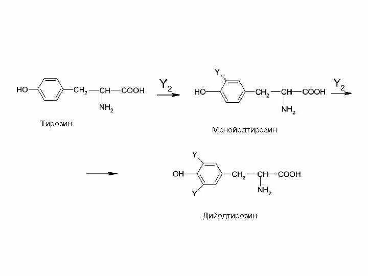 Синтез тиреоидных гормонов из тирозина. Синтез монойодтирозина. Биосинтез йодтиронинов биохимия. Синтез йодтиронинов. Пэт с тирозином