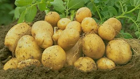 Картофель трава