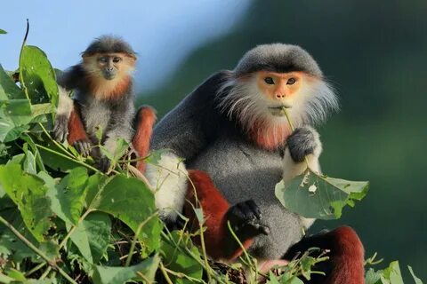 Гималайский тонкотел