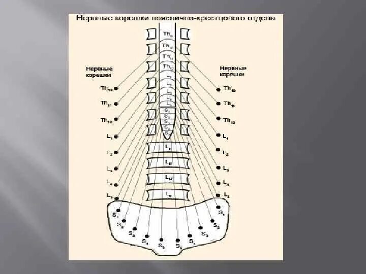 Корешковые нервы в пояснице. Нервные корешки поясничного отдела. Нервные корешки крестцового отдела. Схема Корешков поясничного отдела. Нервные корешки схема.