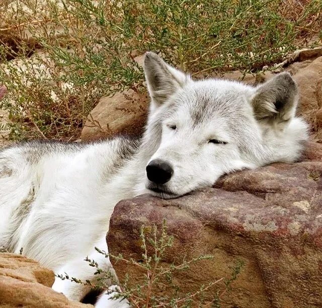 Есть добрые волки. Добрый волк. Доброе утро волк. Доброе утро волчица. Волк проснулся.