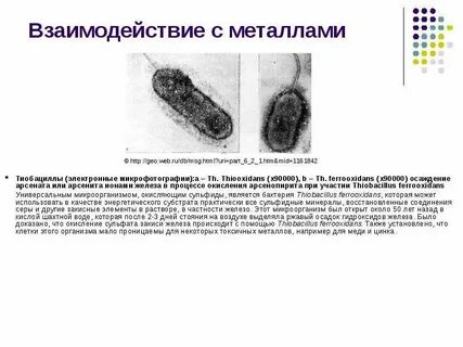 Среды естественного обитания микроорганизмов