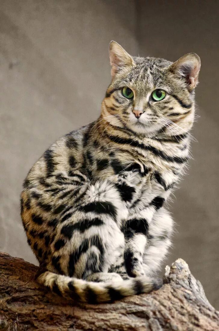 Какие редкие коты