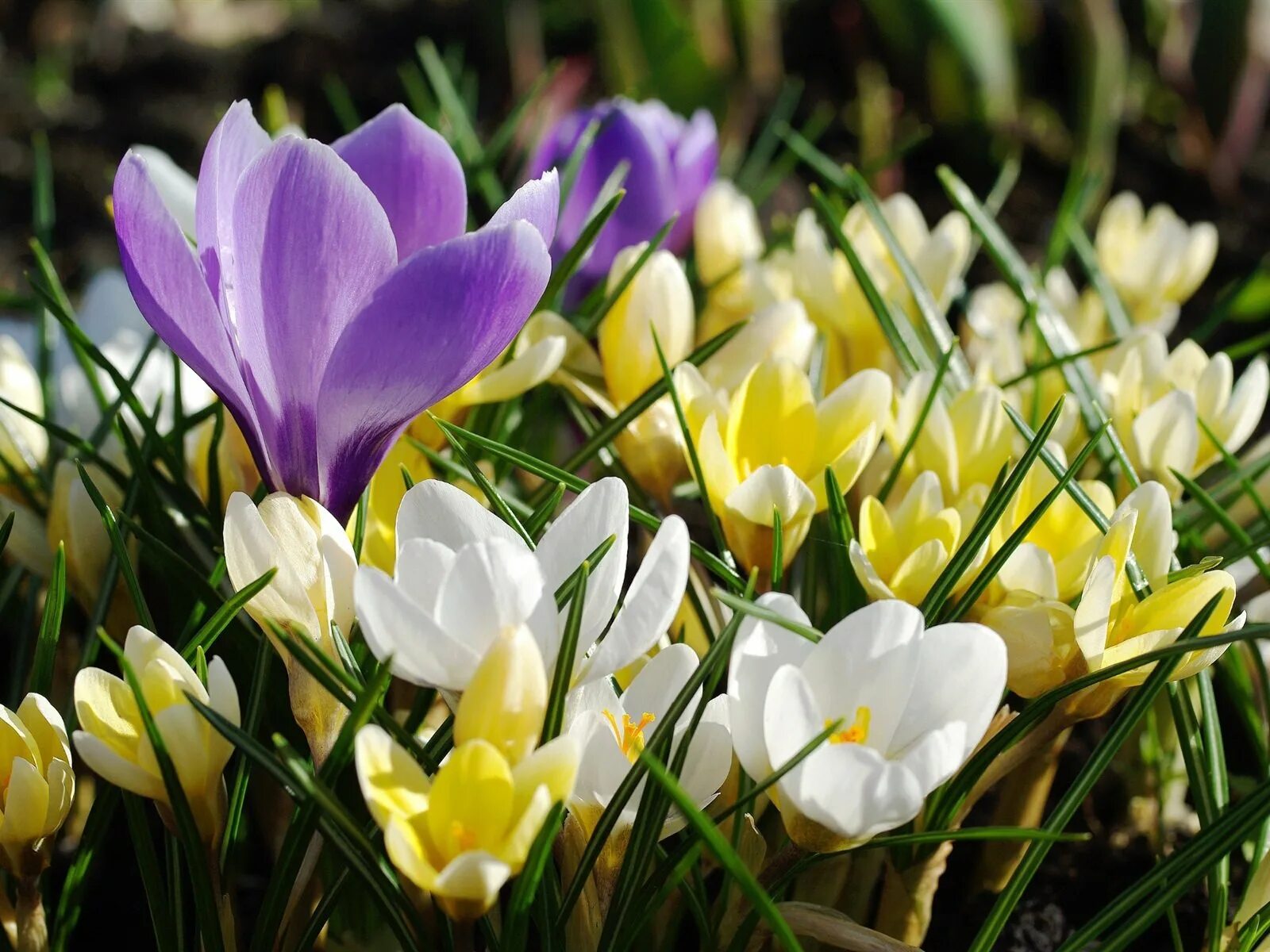 Парк асикага тюльпаны. Прекрасная весна. Весенние т. Природа просыпается весной. Весенние т.