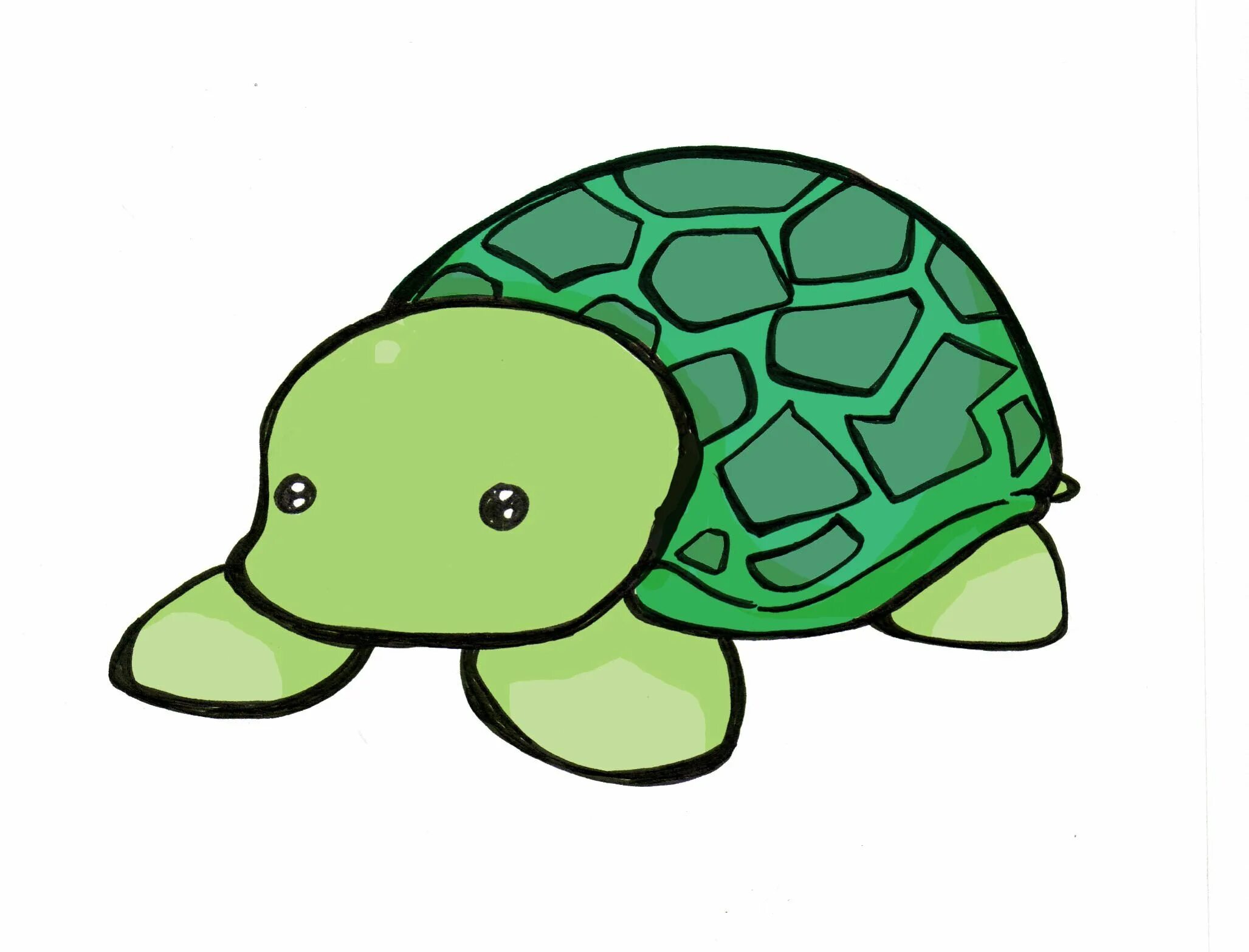 Черепаха рисунок. Рисунки для срисовки черепашка. Нарисовать черепашку. Нарисовать черепаху.