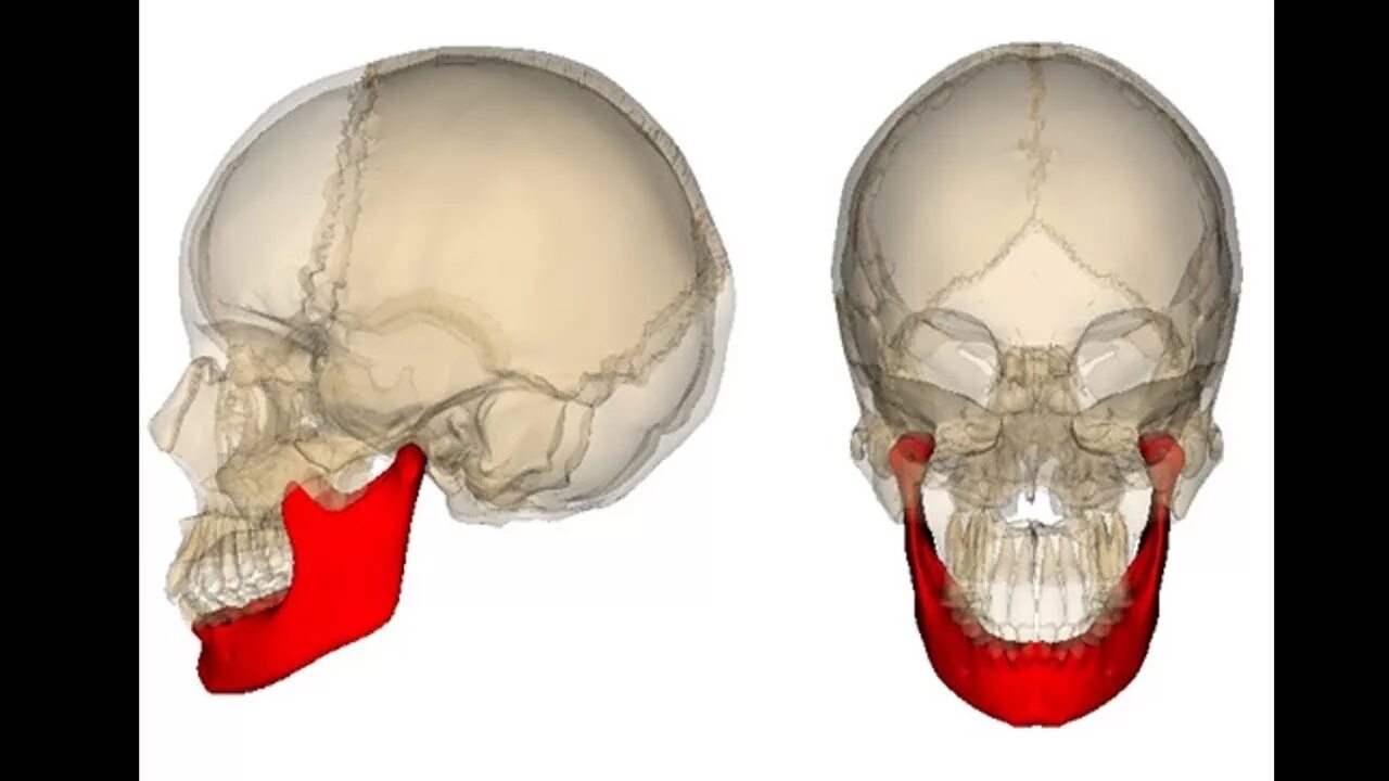 Нижняя челюсть кость черепа анатомия. Кости черепа нижняя челюсть. Череп челюсть анатомия. Нижняя челюсть с другими костями черепа