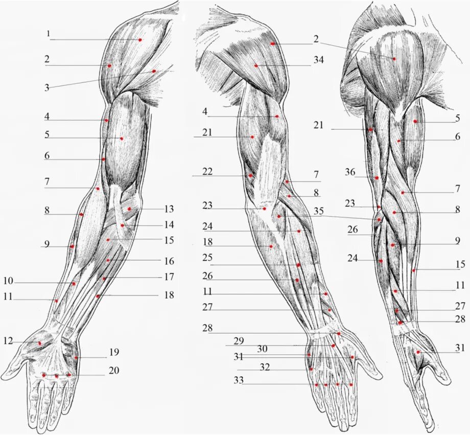 Мышцы верхней конечности анатомия. Мышцы плечевого пояса и свободной верхней конечности человека. Мышцы верхних конечностей человека анатомия. Мышцы верхней конечности топографическая анатомия.