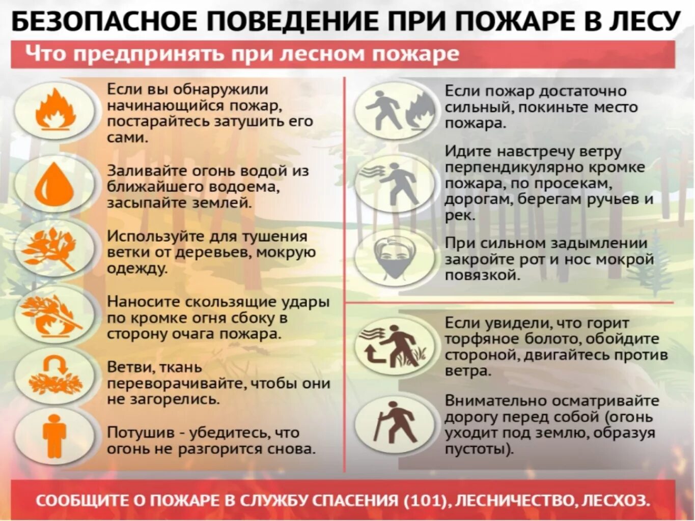 Действия населения при пожаре лесного пожара. Правила поведения при лесных. Правила поведения при лесных. Алгоритм поведения при лесном пожаре. Памятка поведения при лесном пожаре.
