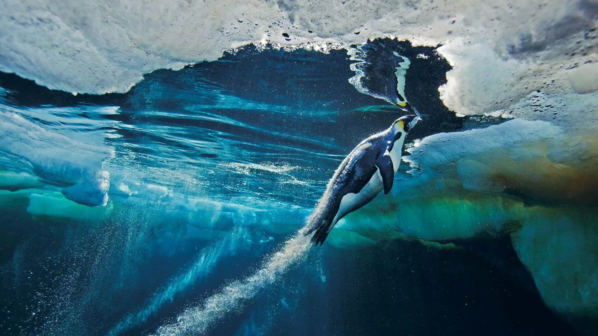 Поль Никлен «Полярная одержимость». Пауль Никлен фотограф. Пол Никлен (Paul Nicklen) в. Paul Nicklen фотографии. Мощность кита под водой