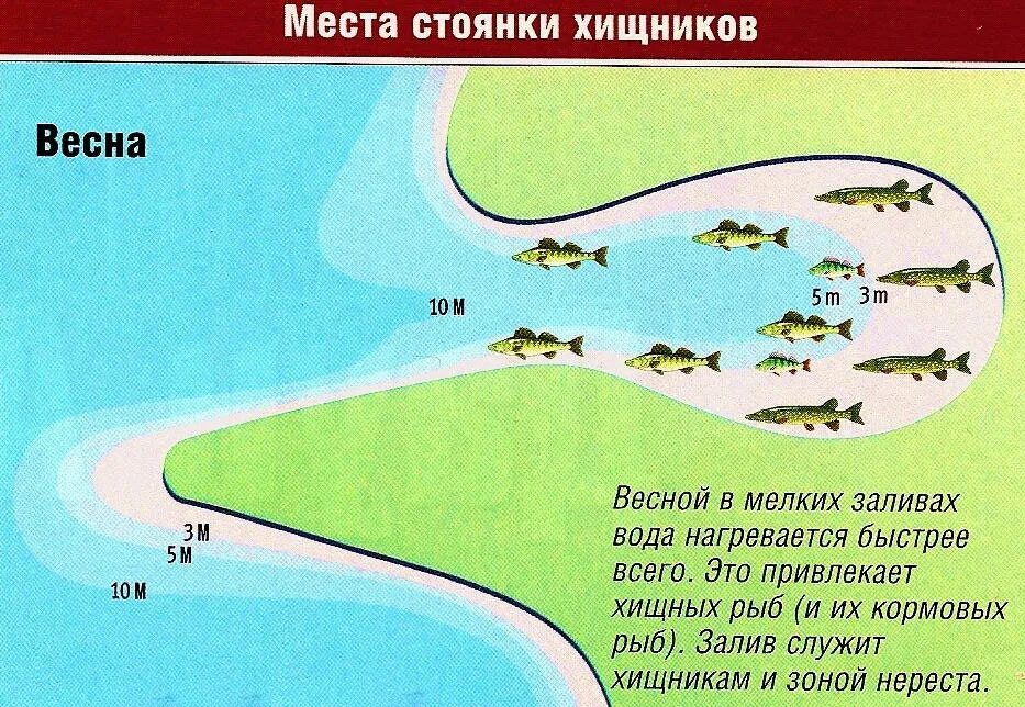 Какую щуку можно ловить. Места обитания щуки,судака. Места стоянки рыбы на реке. Щука места стоянки. Перспективные места для ловли щуки.