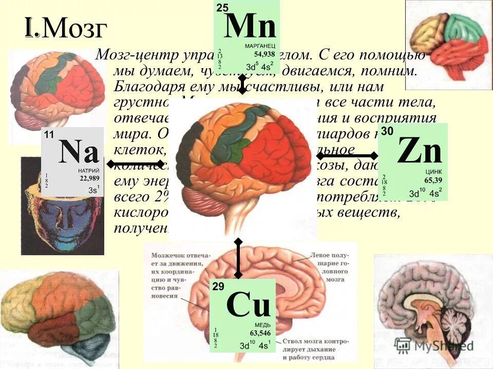 Центр мозга. Центр мозга