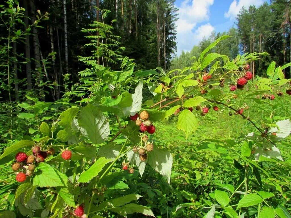 Лесная малина вкусна и очень полезна. Малина обыкновенная лесная. Малинник лесной. Малина обыкновенная лесная. Лесная малина вкусна и очень полезна.