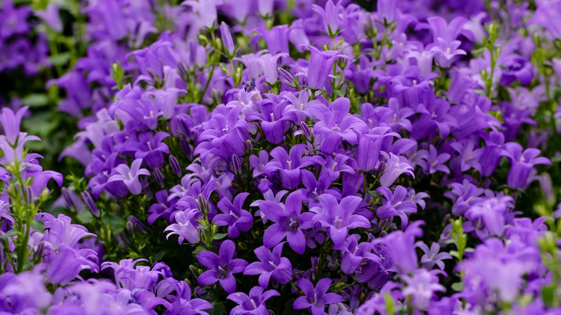 Колокольчик кампанула lilac. Сиреневые колокольчики цветы. Глоксиния тидея синяя. Клематис колокольчиком фиолетовый. Кампанула цветок.