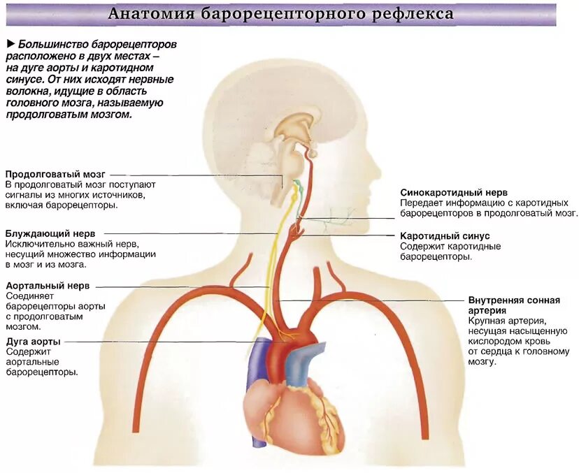 рефлекс с барорецепторов дуги аорты и каротидного синуса. барорецепторный рефлекс схема. рецепторы дуги аорты и каротидного синуса. барорецепторы аорты. рефлекс с барорецепторов дуги аорты.