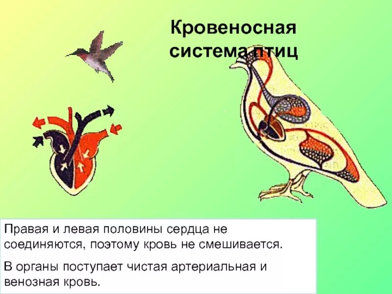 Почему кровь не смешивается. Кровеносная система птиц. Кровеносная система система птиц. Органы кровеносной системы птиц. Класс птицы кровеносная система.