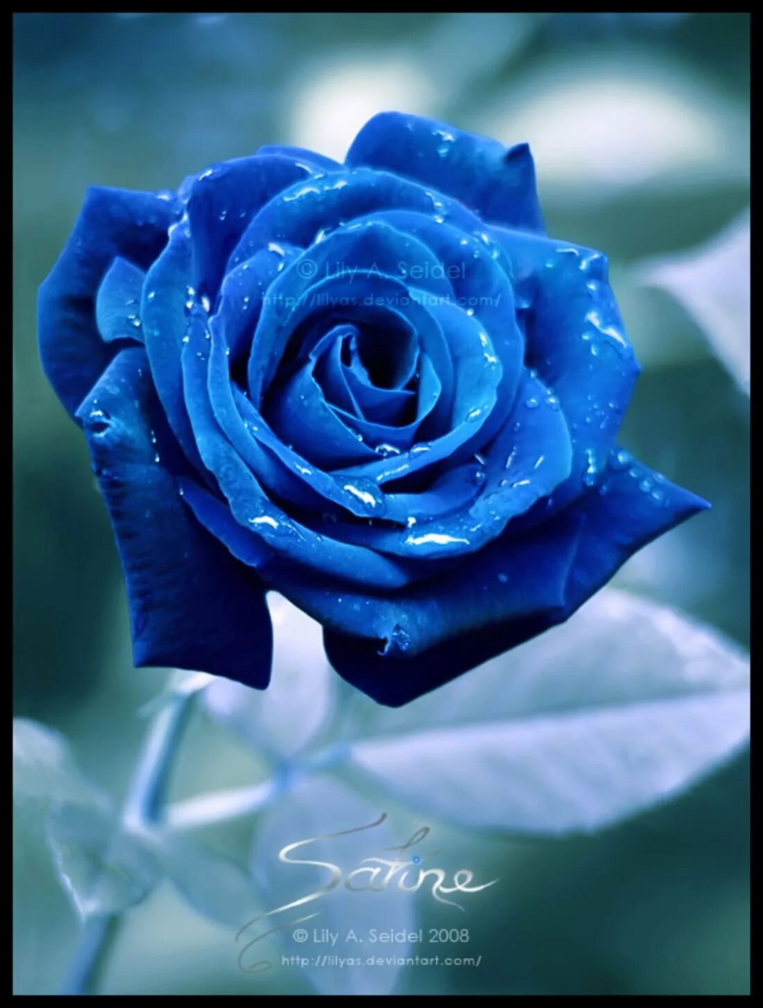 Синий самый любимый цвет. Голубые розы Сантори.