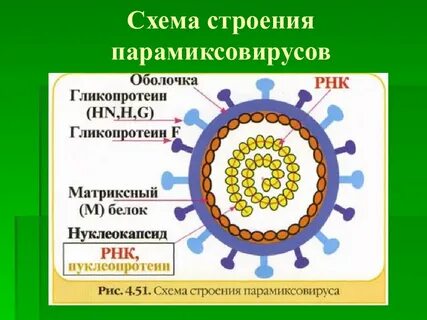 Рс вирусная