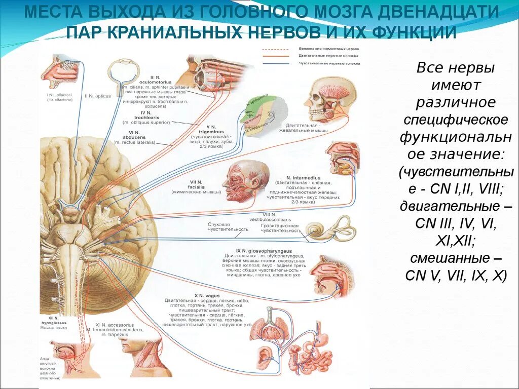 Черепные нервы симптомы. Нервы головного мозга 12 пар. Выход 12 пар черепных нервов из мозга. 12 Пар черепно мозговых нервов таблица. Нервы головного мозга и их функции.