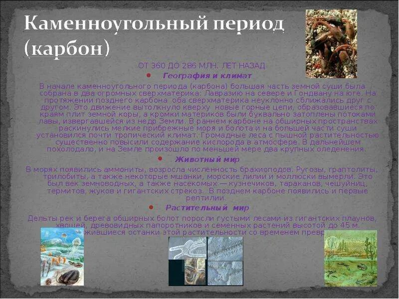 Каменноугольный период палеозойской эры кратко. Каменноугольный период климат. Карбон период палеозойской эры климат. Период каменноугольный событие. Каменноугольный период палеозойской эры растения.