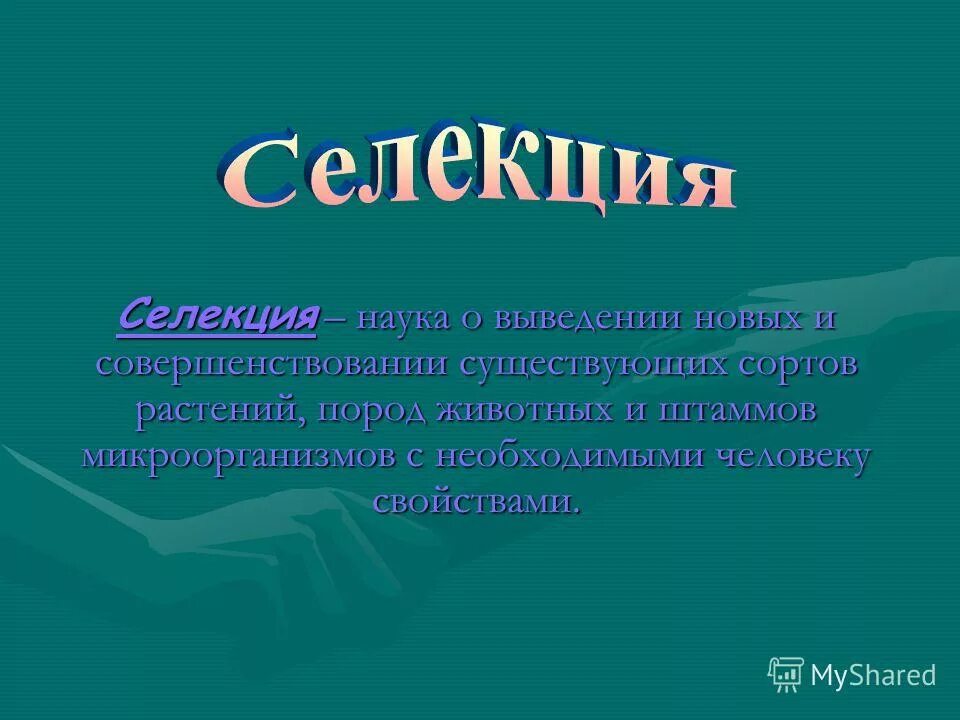 Задачи селекции. Методы селекции растений массовый отбор. Каким путем осуществляется в селекции растений выведение. Каким путем осуществляется в селекции растений выведение. Задачи современной селекции животных.