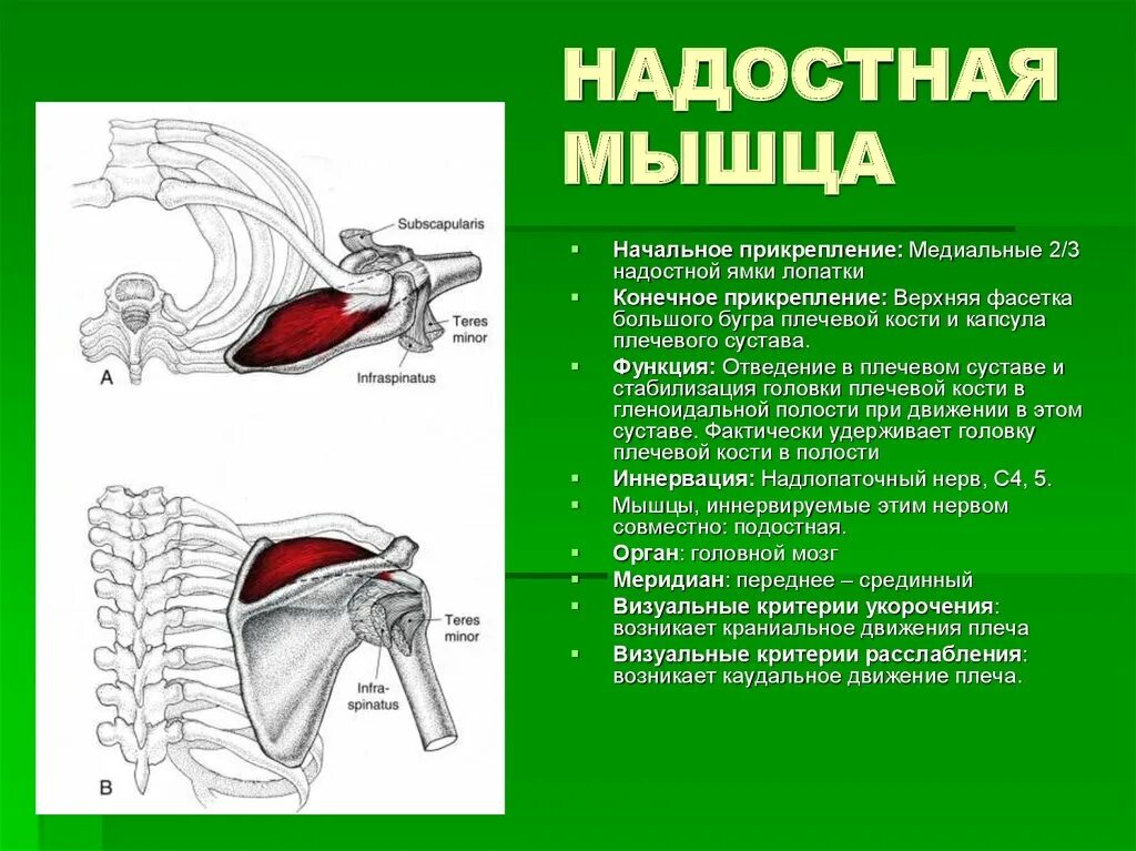 Как лечить надостную мышцу плеча. Надостная и подостная мышцы. надостная мышца функции. надостная и подостная мышцы функции. надостная мышца плеча функции.
