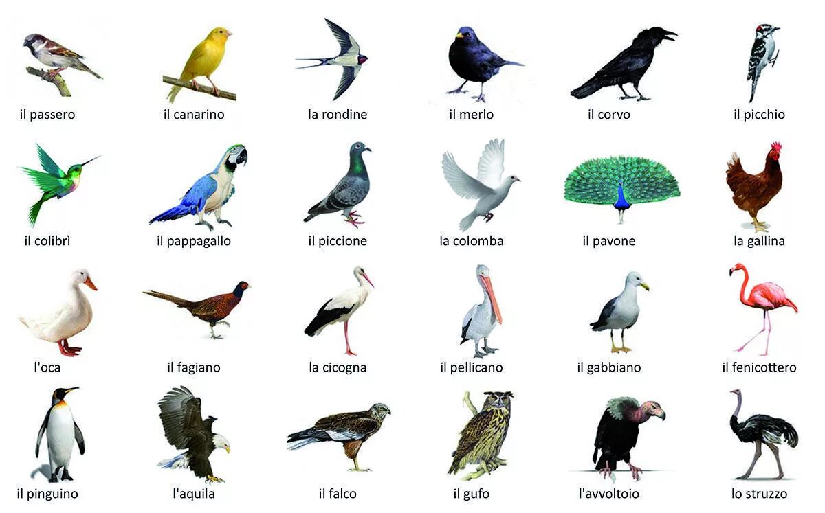 Птицы на итальянском языке. Названия птиц на итальянском. Птицы на немецком языке. Птицы на испанском языке. Перевести птиц на английский