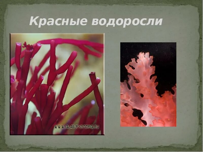 Красные водоросли 7 класс. Презентация красные водоросли багрянки. Красные водоросли багрянки. Красные водоросли презентация.