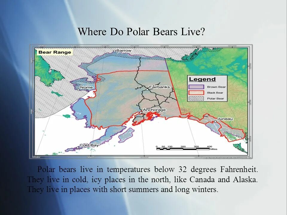 Where do Polar Bears Live. Where Polar Bears Live. Where is Lives the Polar Bear. How long Polar Bears Live for?. Where bears live