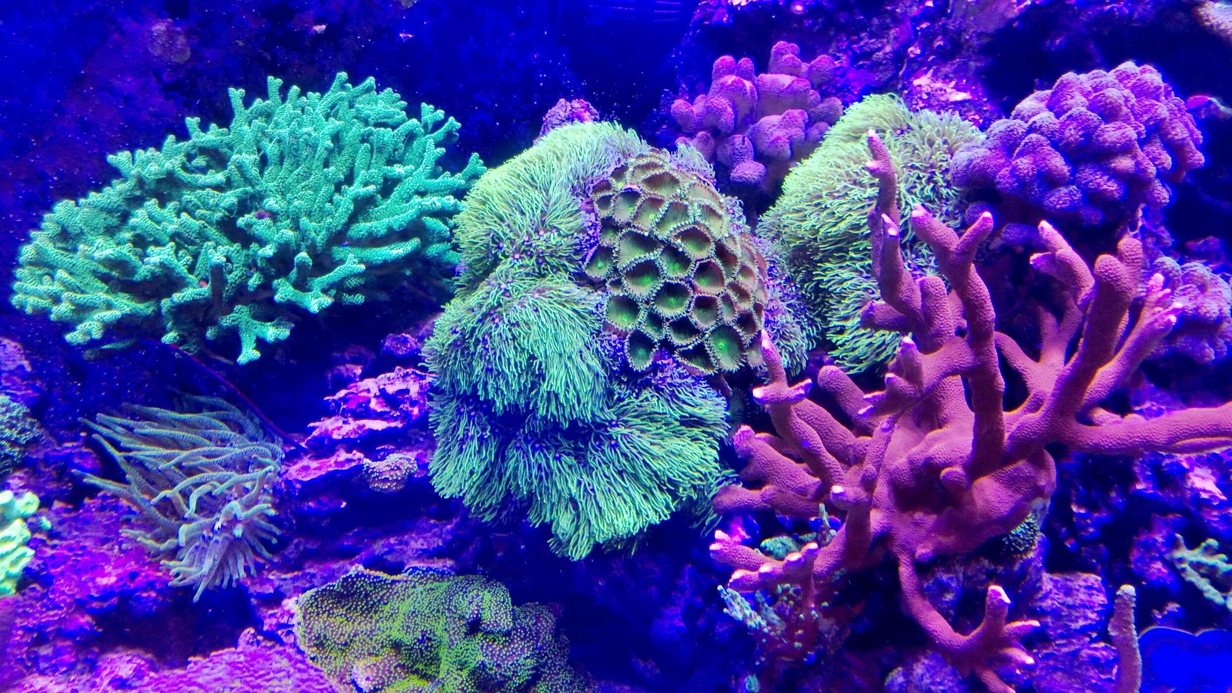 Coral video. Коралловые полипы Эстетика. Коралловые полипы активия. Коралловые полипы рифы. Зоанта́рии кораллы.