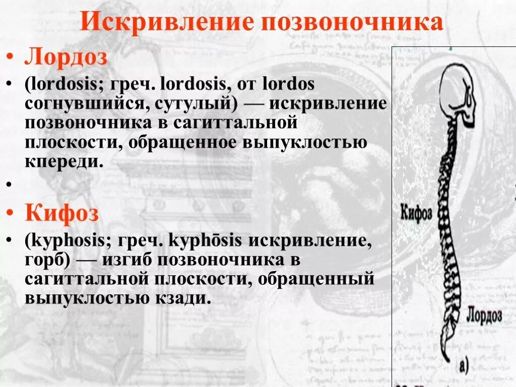 Лордоз. Изгибы позвоночника. Лордоз и кифоз позвоночника. Изгибы позвоночника лордоз и кифоз.