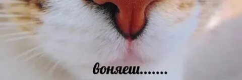 Воняешь слабостью