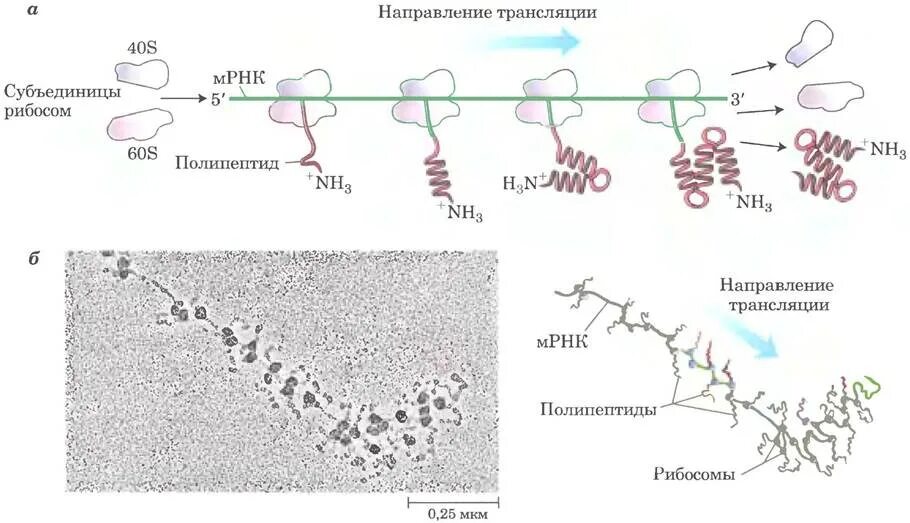 Рибосомы синтезируют полипептиды. Схема синтеза белка в бактерии. Схема синтеза белка в рибосоме трансляция. Схема синтеза белка в рибосоме. Механизм биосинтеза белка трансляция МРНК.