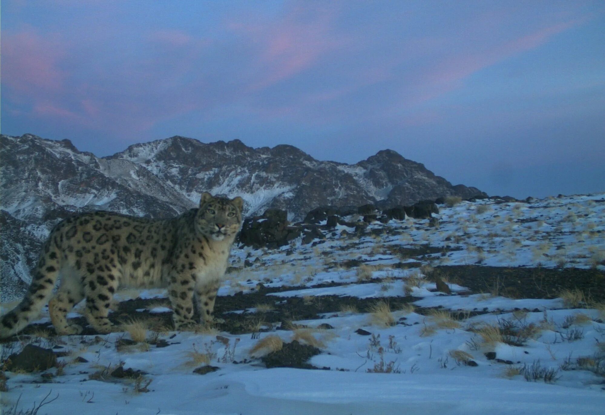 снежный барс киргизия. национальный парк хемис снежные барсы. - снежный барс (panthera uncia. ирбис места обитания на карте. снежный барс в гималаях.