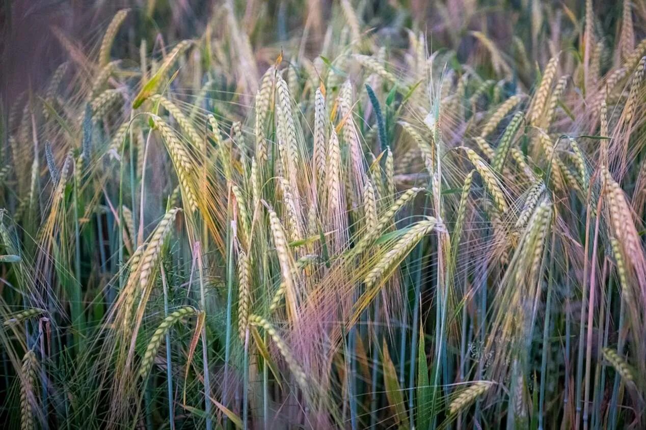 Посею рожь и кукурузу. Ячмень гривастый (Hordeum jubatum). Колос тритикале. Рожь пшеница ячмень тритикале. Рожь озимая Бухтарминская.