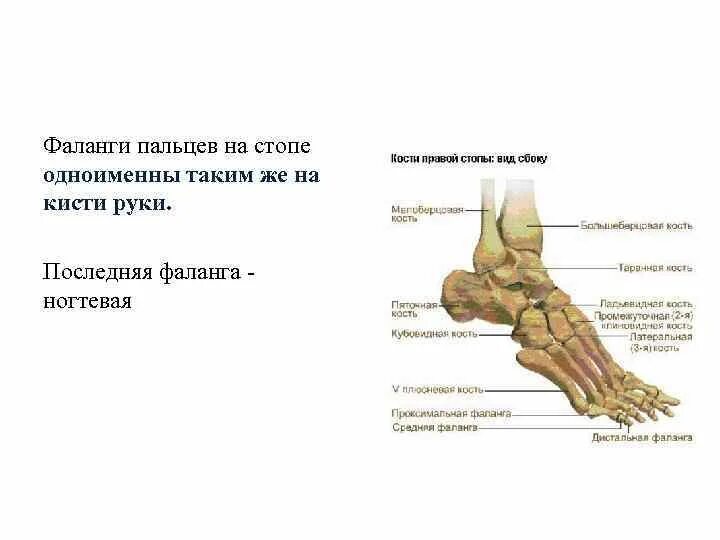 Фаланги стопы