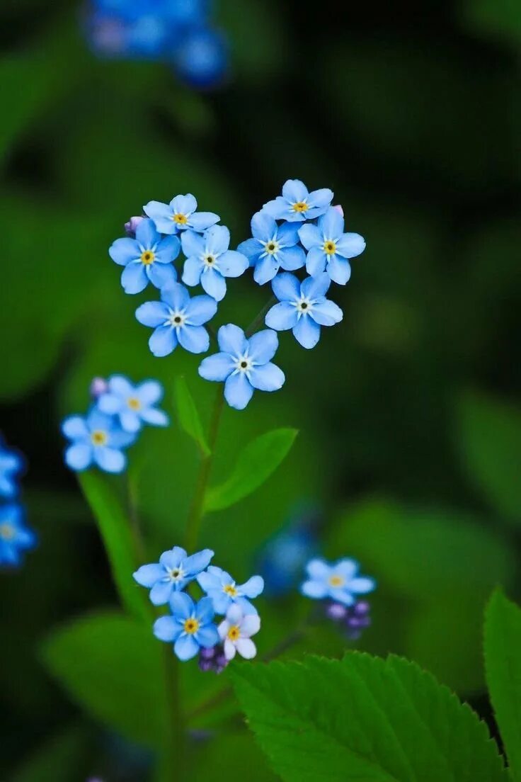 Маленькие незабудки. Незабудка крупноцветковая. Незабудка Полевая (Myosotis arvensis). Незабудка Myosotis Myomark. Незабудка гибридная.