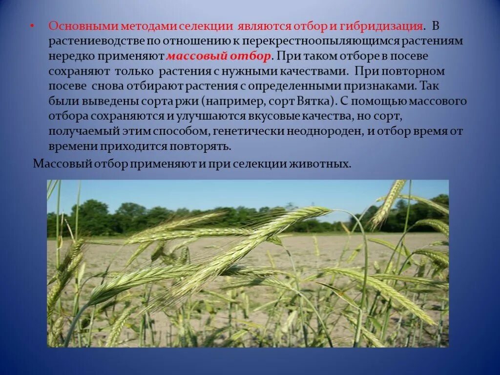 Метод массового отбора в селекции. Селекция сельскохозяйственных культур. селекция растений. селекция в сельском хозяйстве. селекционные методики для сельскохозяйственных культур..