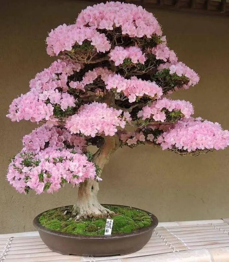 Цветущее дерево дома. Бугенвиллия горшечная. Цветущее дерево дома. Бонсай дерево мирт. Цветущее дерево дома.