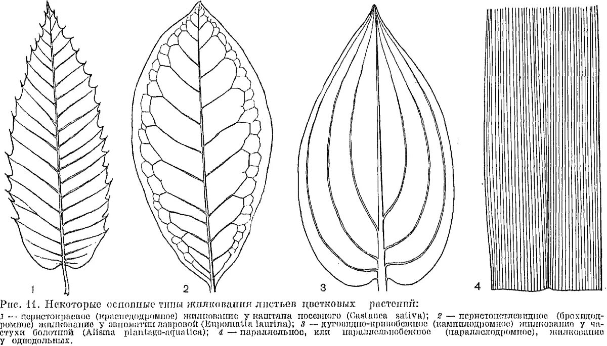 Пальчато сетчатые листья. Типы жилкования листовой пластинки. Простые типы жилкования листа. Типы листовых пластин и жилкования. Строение листа и типы жилкования листа.