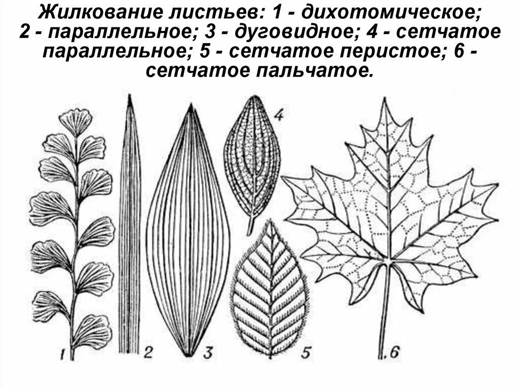 Перисто сетчатый лист. Жилкование листовой пластинки. сетчатое жилкование листовой пластинки у. перистое жилкование. типы жилкования листа.