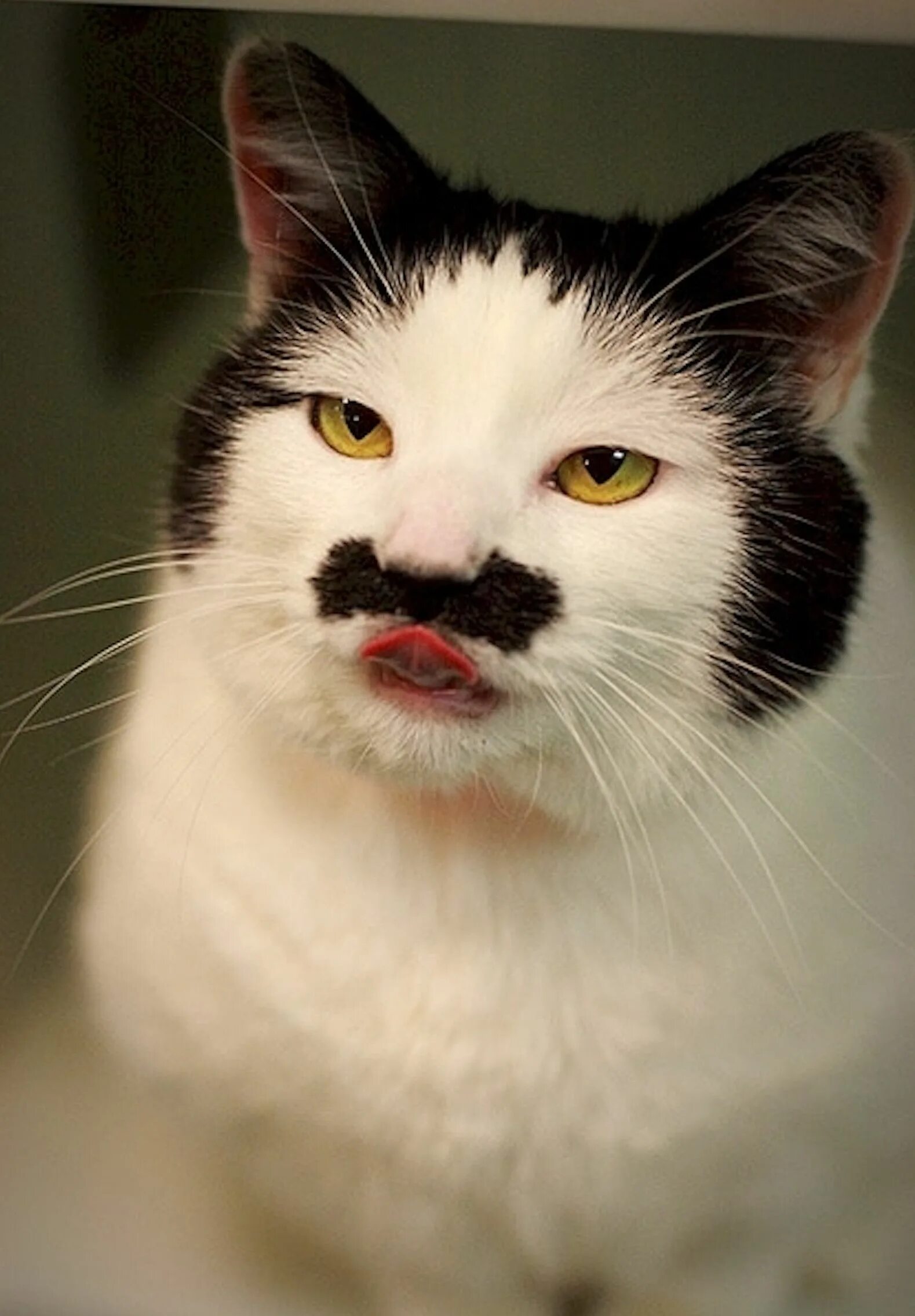 очень очень странные кошки. необычные расцветки кошек. разноцветная кошка. необычные котята. самые необычные коты.