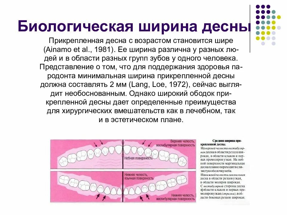 Зона биологической ширины стоматология. Биологическая ширина имплантат. Биологическая ширина понятие. Биологическая ширина зуба. Прикрепленная десна